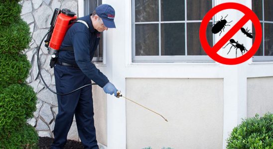 Dernekpazarı Böcek ve Haşere İlaçlama böcek ilaçlama ve haşere kontrolü — ilaclama-tr.com